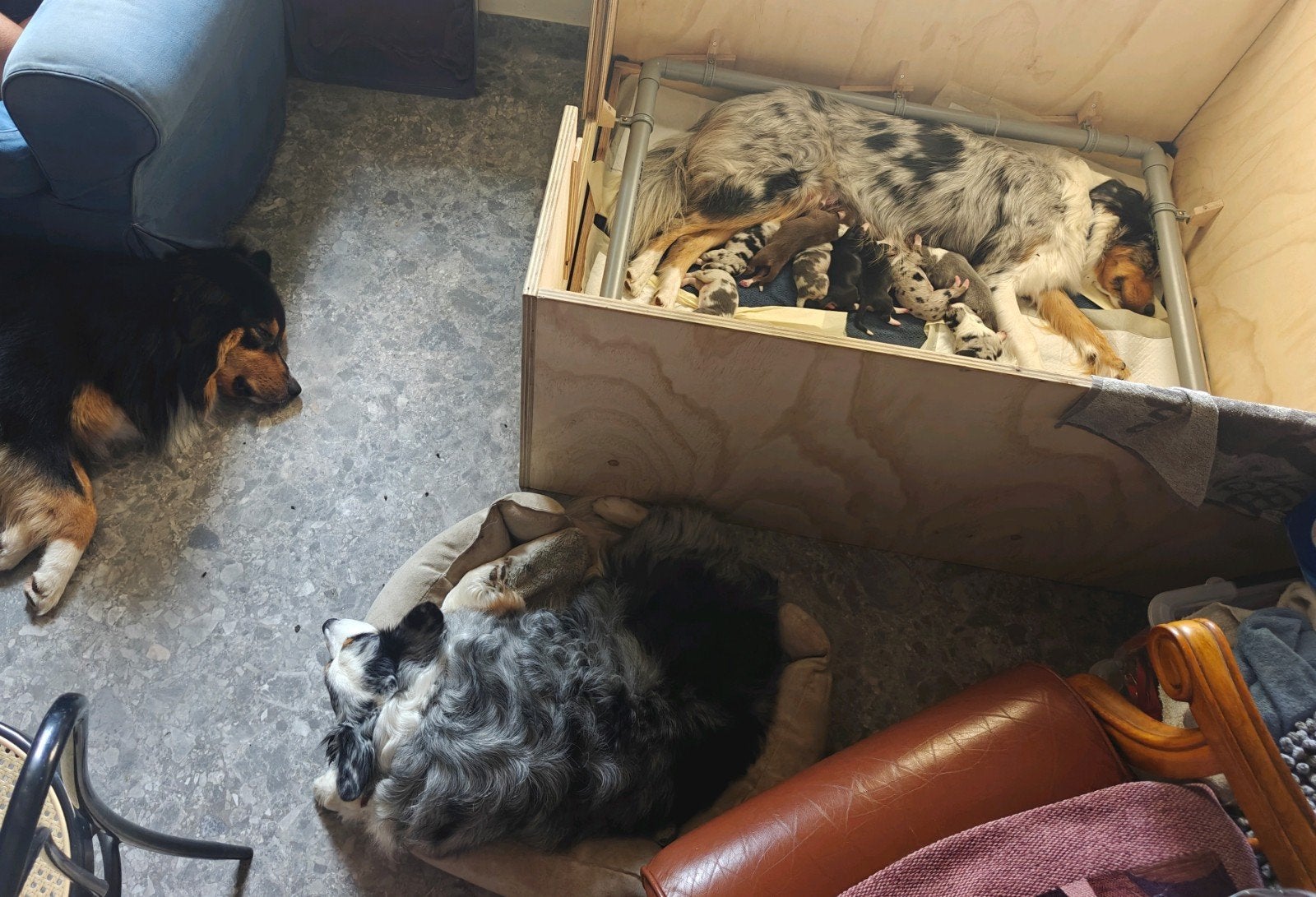 Raszuivere Australian shepherd puppy's, Dieren en Toebehoren, Honden | Herdershonden en Veedrijvers, Particulier, 8 tot 15 weken