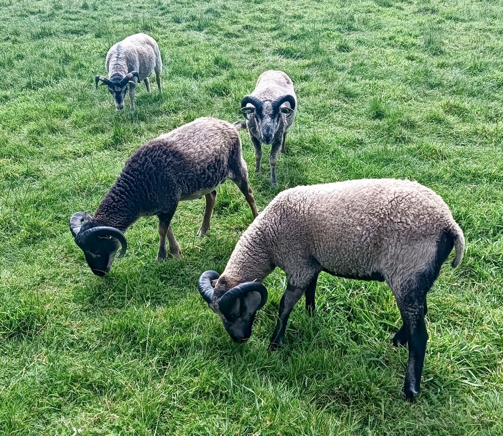 Shetland schapen ( dek ) rammen, Mannelijk, Schaap, 0 tot 2 jaar