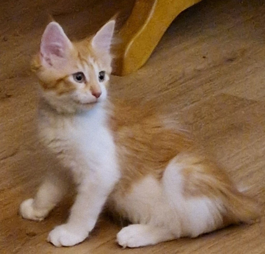 Maine coon kittens mogen meteen mee, Poes, Gechipt, 0 tot 2 jaar