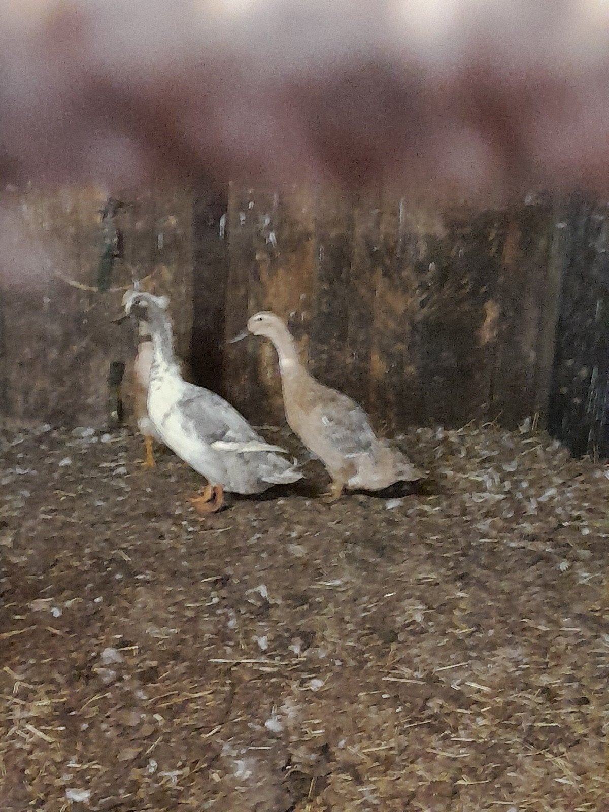 4 fles eenden, Dieren en Toebehoren