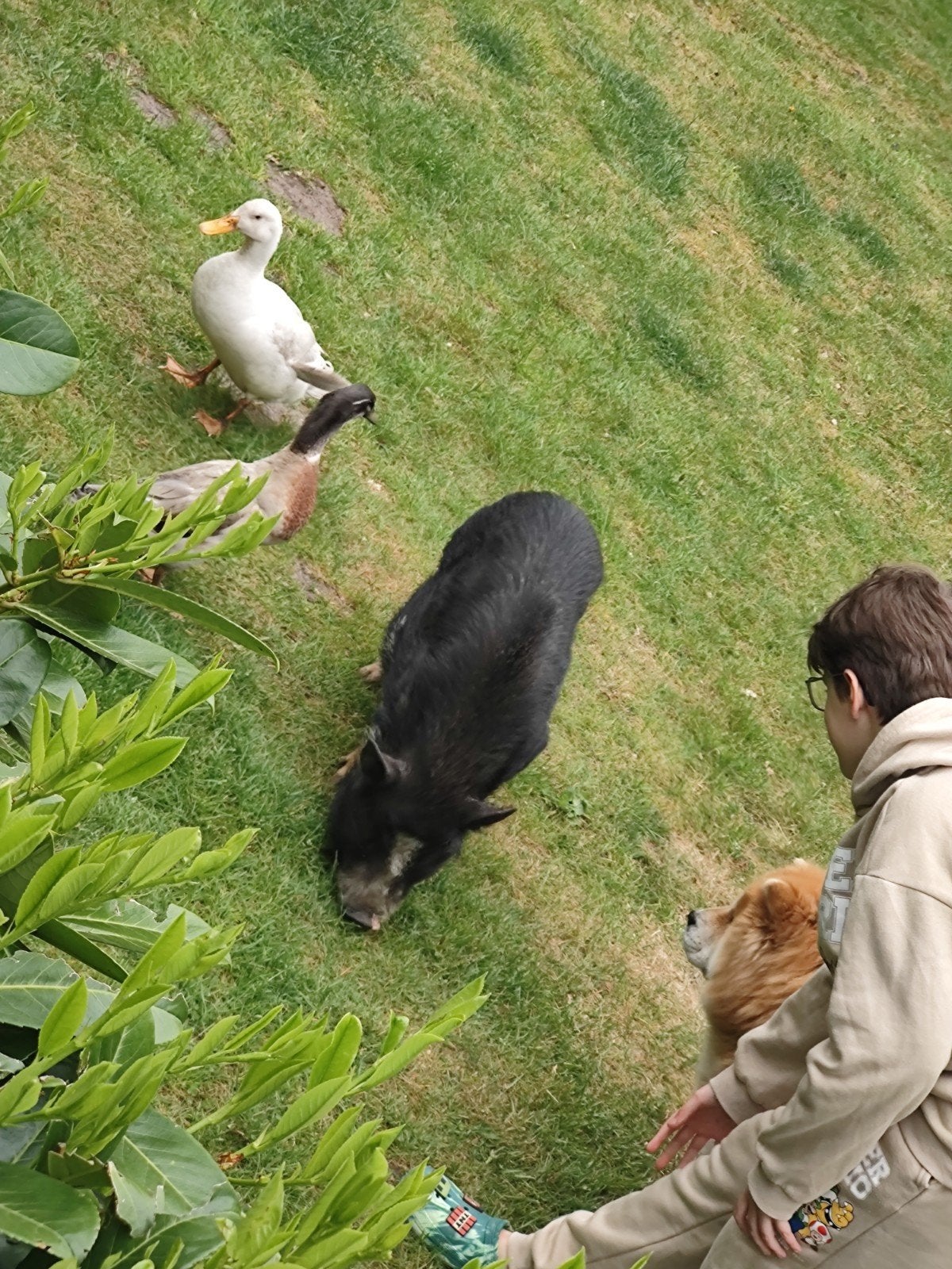 2 varkens zoeken goed tehuis, Dieren en Toebehoren