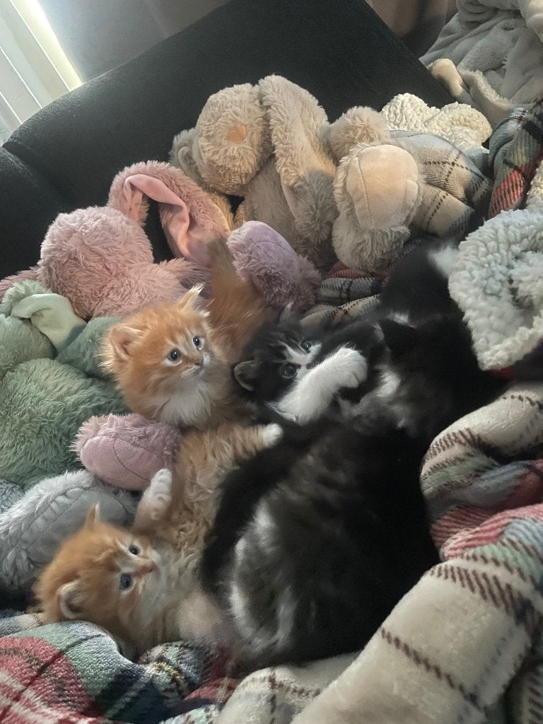 Pluizenbolletjes zoeken een lief huisje, Poes, Ontwormd, 0 tot 2 jaar