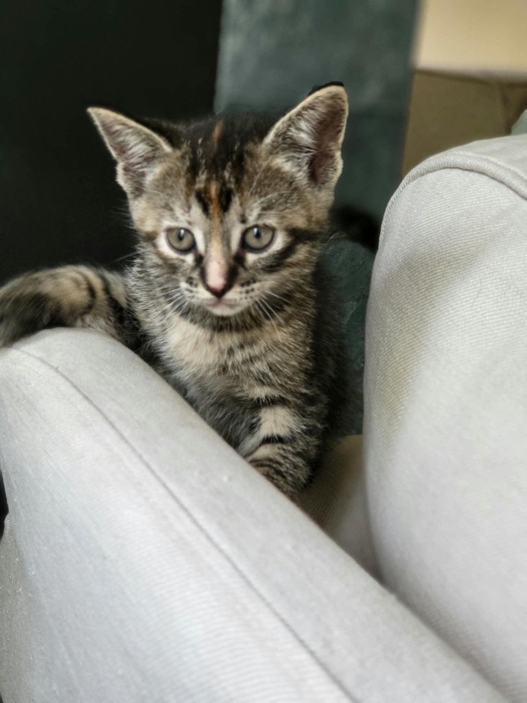 Kittens (kwart Ragdoll) NOG 1 BESCHIKBAAR, Meerdere dieren, Kortharig, 0 tot 2 jaar
