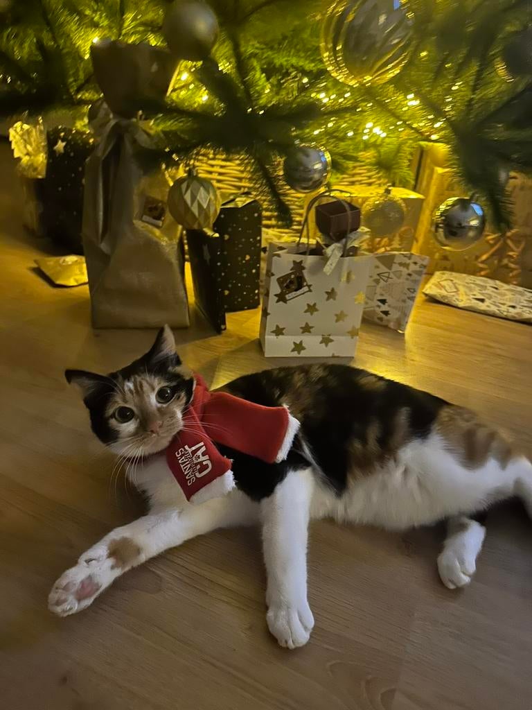 Europese Korthaar Poes te koop, Poes