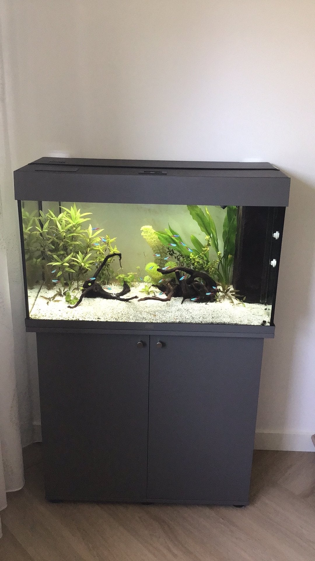 Juwel Rio 125 ltr, Ophalen, Zo goed als nieuw, Gevuld zoetwateraquarium