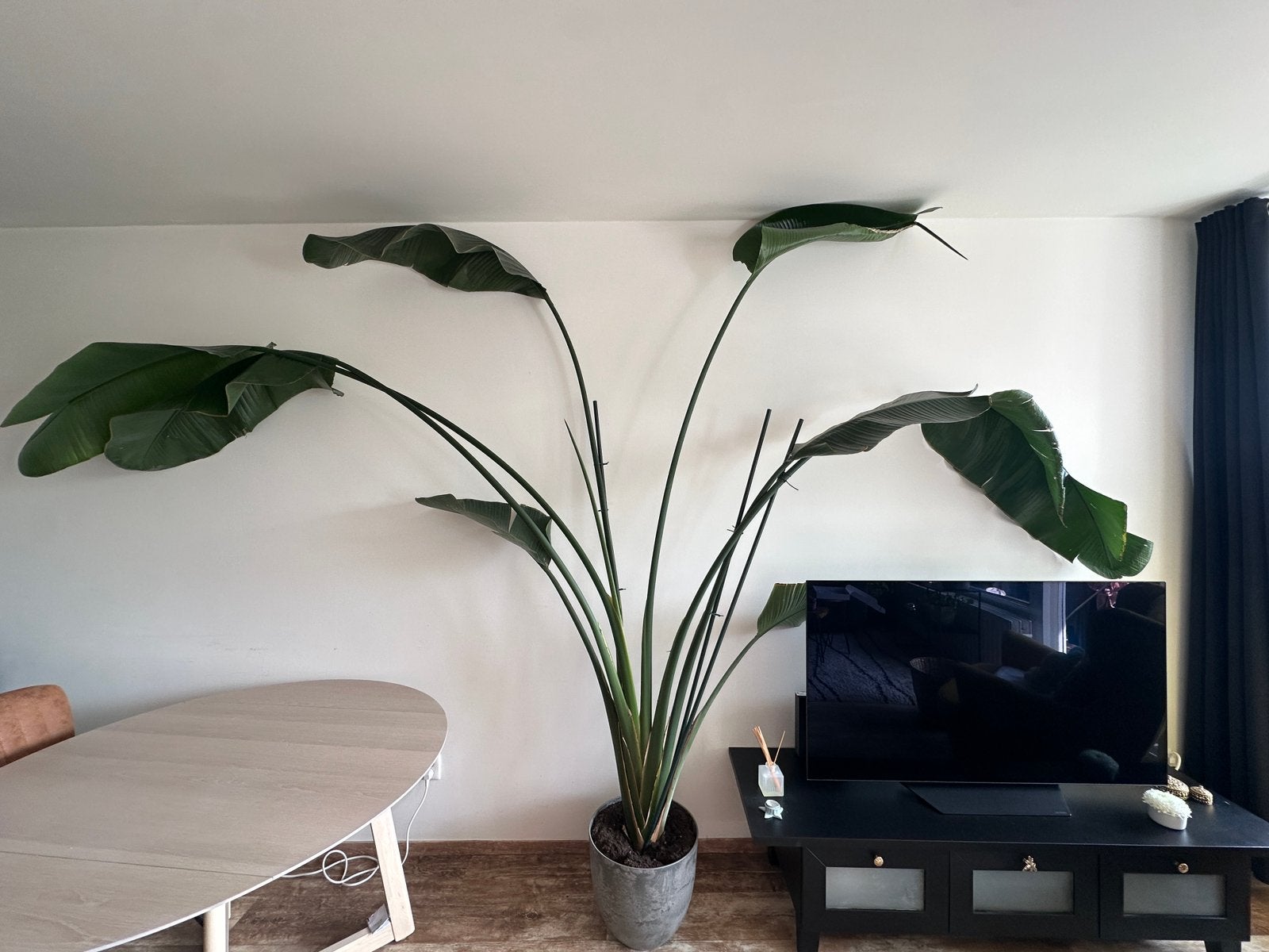 Grote Strelitzia Nicolai XXL (~250 cm) incl. pot, Huis en Inrichting, Ophalen, 200 cm of meer, Halfschaduw, In pot