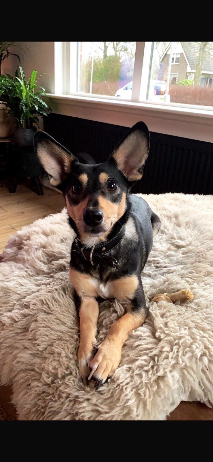 Lori zoekt een nieuw baasje wegens allergie kind.., Dieren en Toebehoren, Honden | Niet-rashonden, 6 jaar of ouder, Handelaar