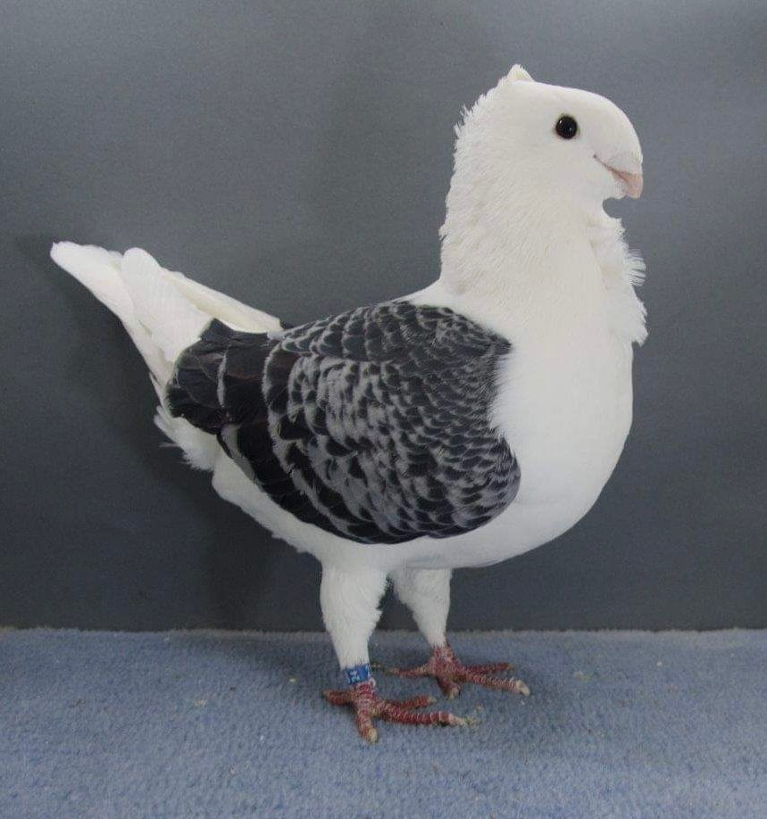 Oud hollandse meeuwen, Dieren en Toebehoren, Meerdere dieren, Overige soorten