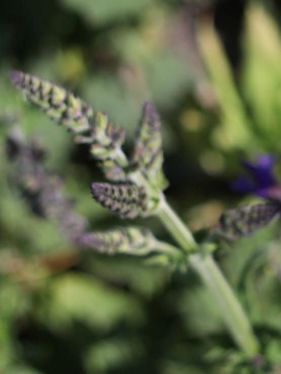 Veldsalie, inheemse vaste plant, bio zaad&potgrond, Volle zon, Vaste plant, Lente, Ophalen