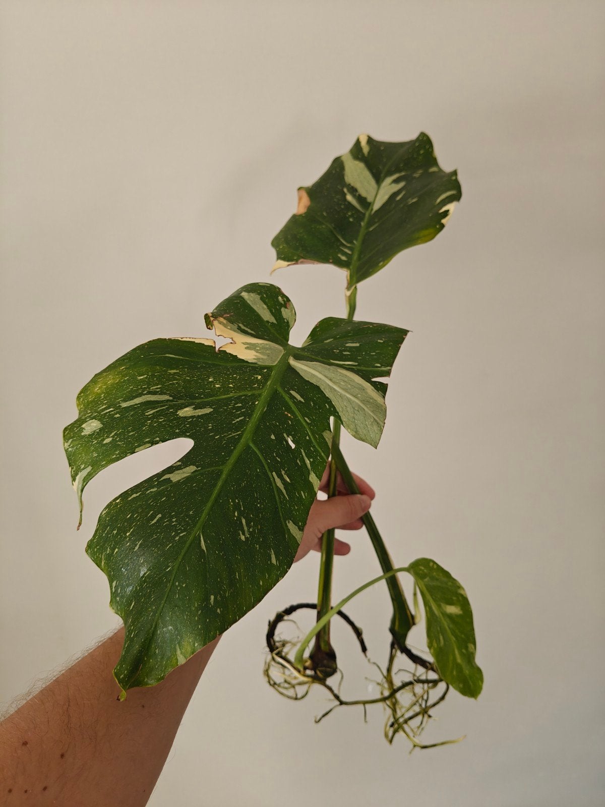 2 goed gewortelde Monstera Thai Constellation stekjes, Huis en Inrichting, Kamerplanten, Ophalen, Overige soorten, Halfschaduw