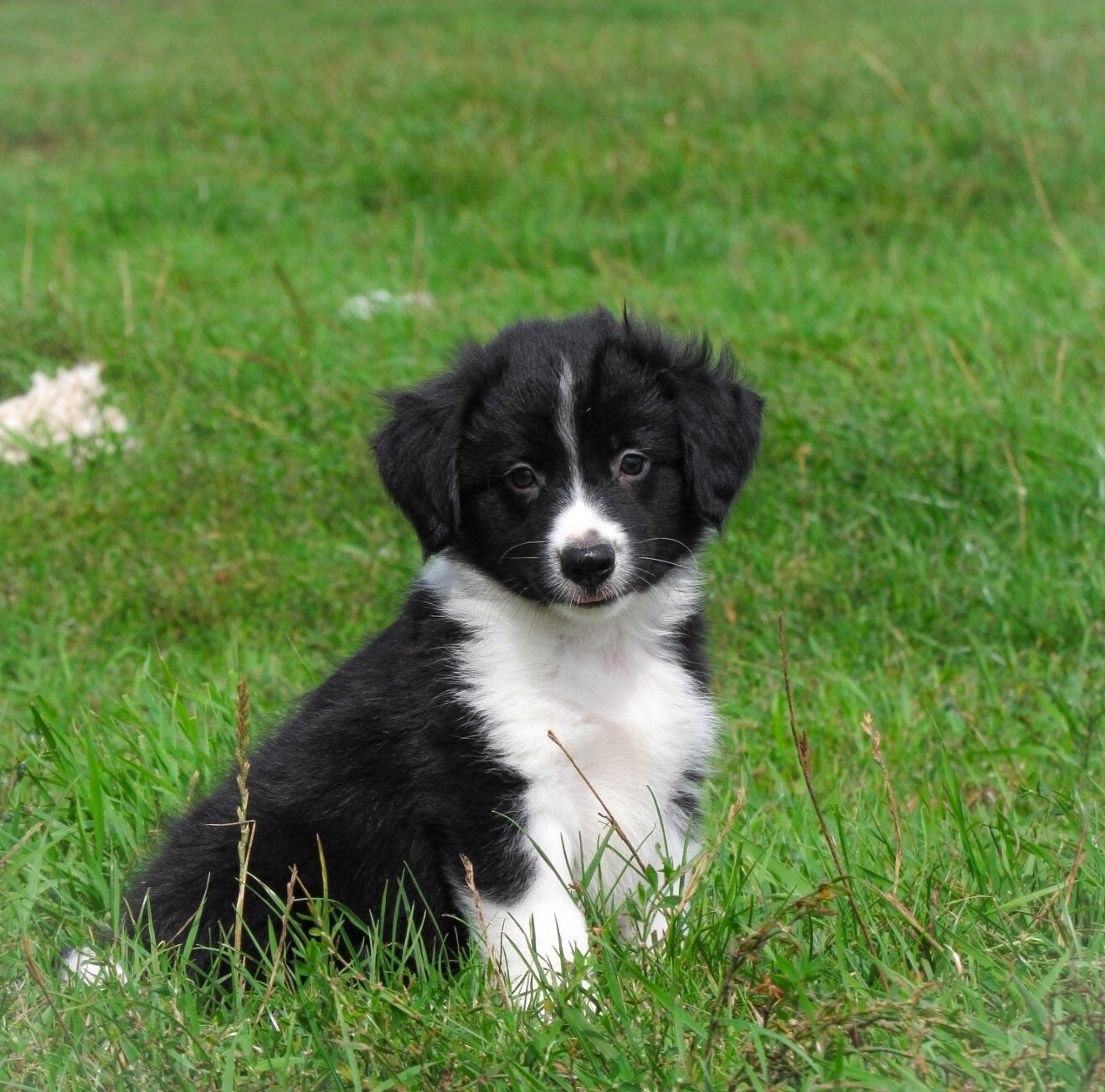 vrolijke friese stabij x border collie pups zoeken baasjes, Dieren en Toebehoren, Parvo, Overige rassen, 8 tot 15 weken, Meerdere