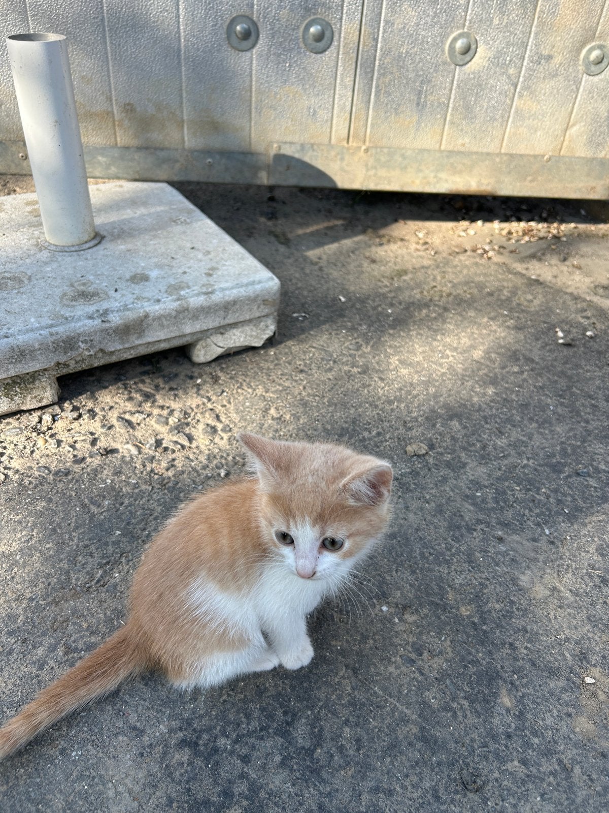 Lief aanhankelijk boerderijkatertje te koop, Dieren en Toebehoren, Kater, Kortharig, 0 tot 2 jaar