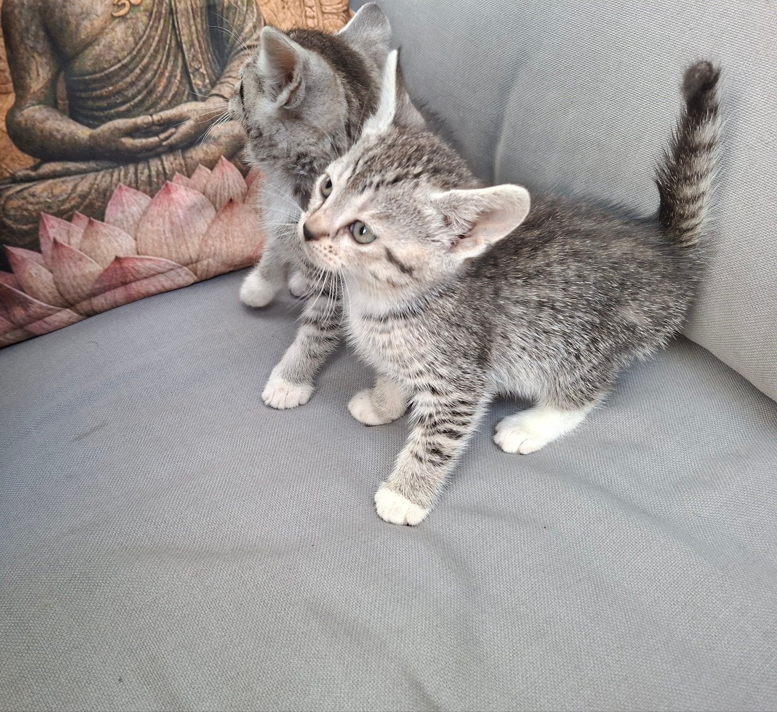 zeer mooie kittens mix show bengaal, Dieren en Toebehoren, Meerdere dieren, Ontwormd, 0 tot 2 jaar
