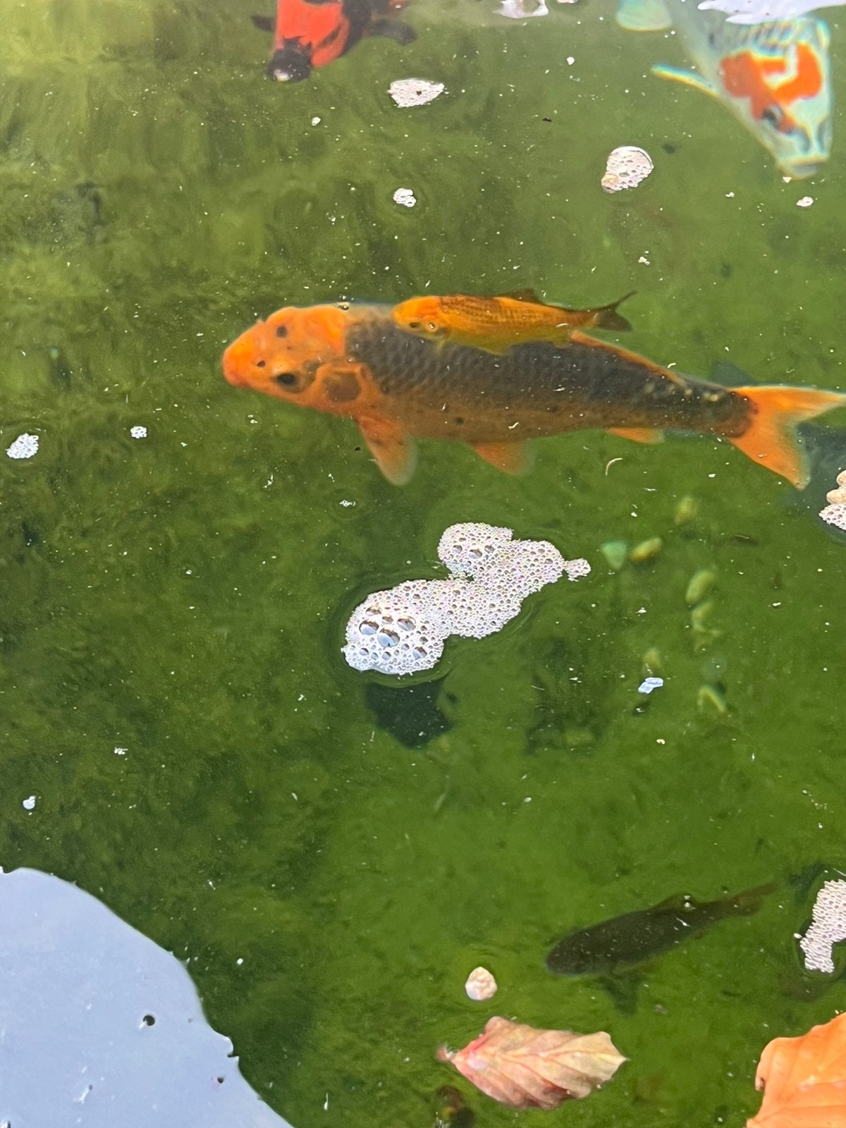 Aka Matsuba 25-30cm (japans), Dieren en Toebehoren, Karper of Koi