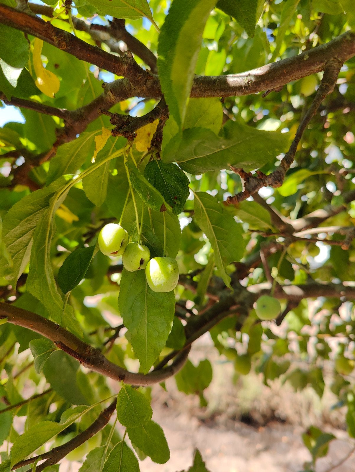 GRATIS - sierappel en sierpeer boom, Tuin en Terras, Halfschaduw, Lente, 250 tot 400 cm, Ophalen