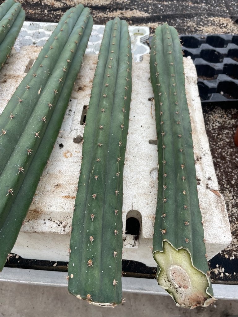 Cactus Tricocereus Peruvianus bare rooted cuttings  50-55 cm, Ophalen of Verzenden, Minder dan 100 cm, Bloeiende kamerplant, Volle zon