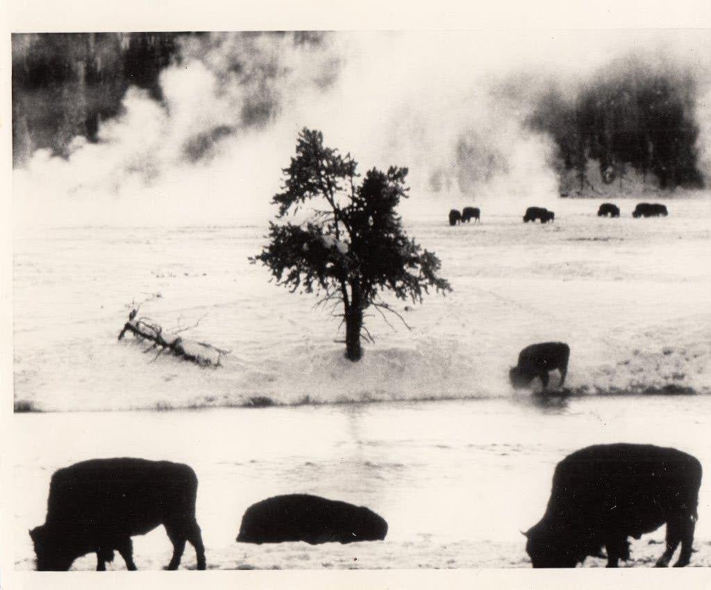 James A.Sugar World press Photo 1st prize nature Yellowstone, Verzamelen, Ophalen of Verzenden, 1980 tot heden, Gebruikt, Dier