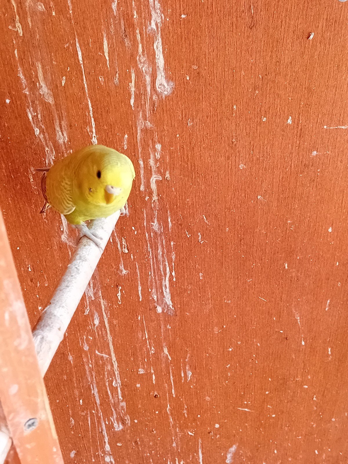 mooie jonge grasparkieten, Dieren en Toebehoren, Vogels | Parkieten en Papegaaien