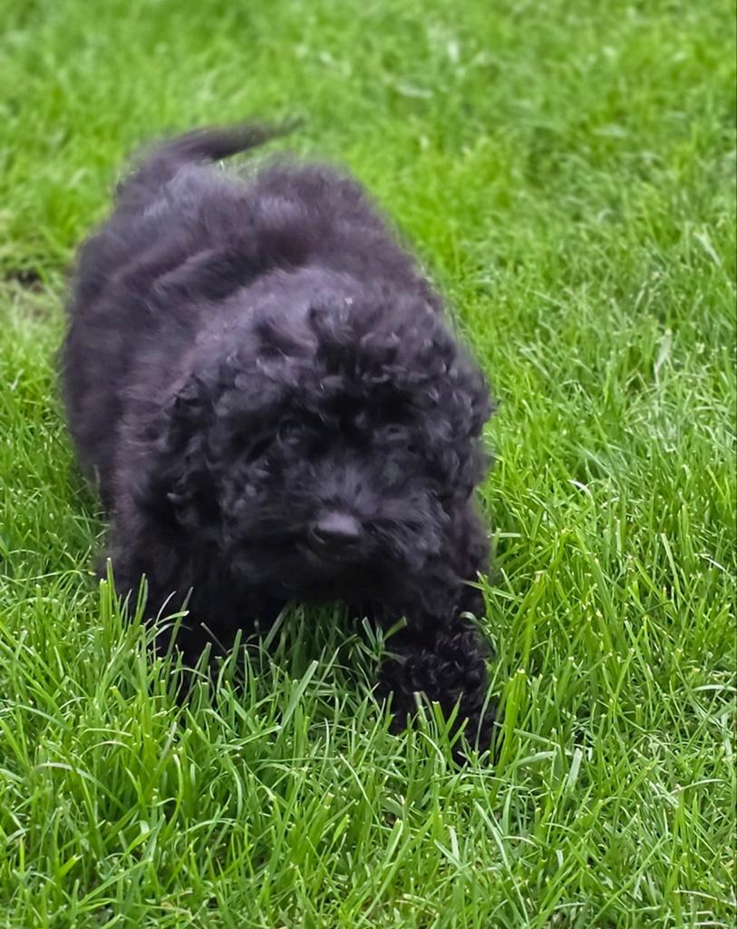 💙🩷 mooie kleine doodl pups mogen verhuizen 💙🩷, Dieren en Toebehoren, Parvo, Overige rassen, 8 tot 15 weken, Meerdere
