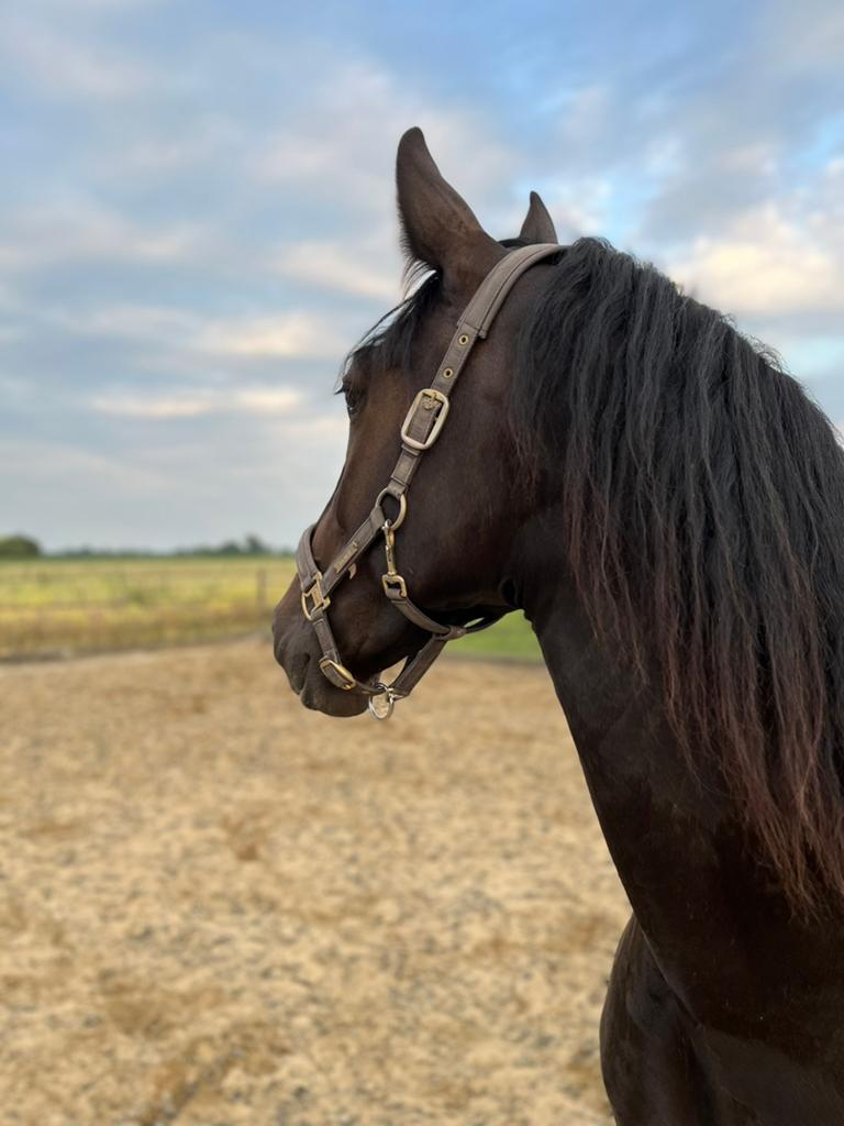 Lieve 4 jarige ruin te koop, Dieren en Toebehoren, Paarden, Met stamboom, Ruin, 3 tot 6 jaar, Onbeleerd