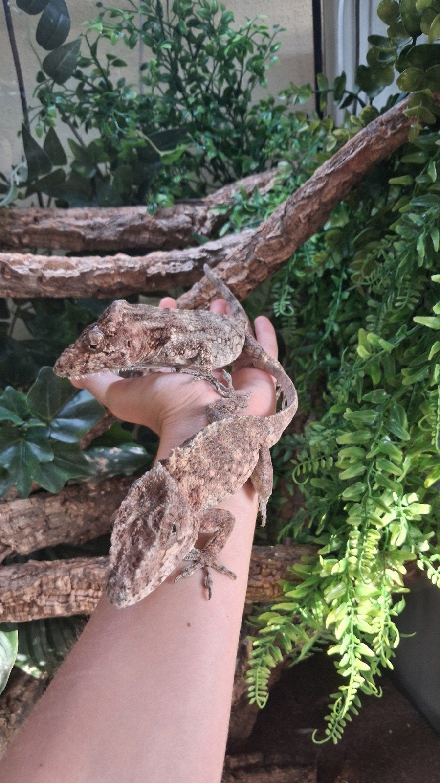 NOG 1 BESCHIKBAAR nk cubaanse valse kameleon Chameleon photo 5
