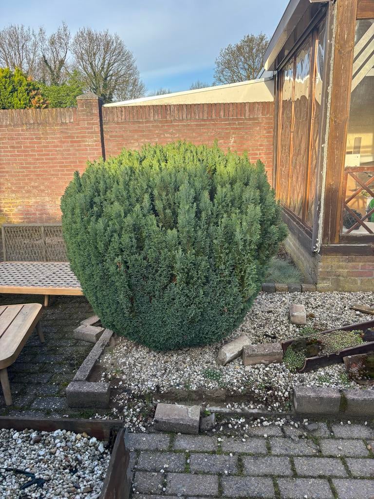 Grote conifeer, Tuin en Terras, Volle zon, Vaste plant, Bloeit niet, Ophalen