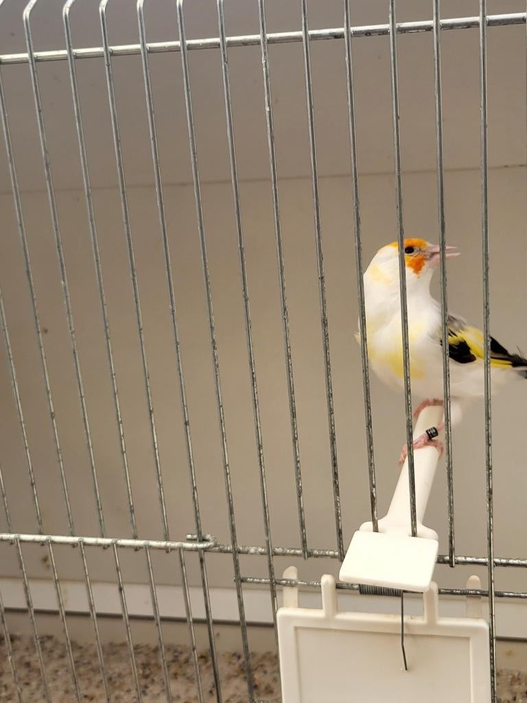 Majoor  putter  pop bonte, Dieren en Toebehoren, Vogels | Overige Vogels, Vrouwelijk, Wildzangvogel