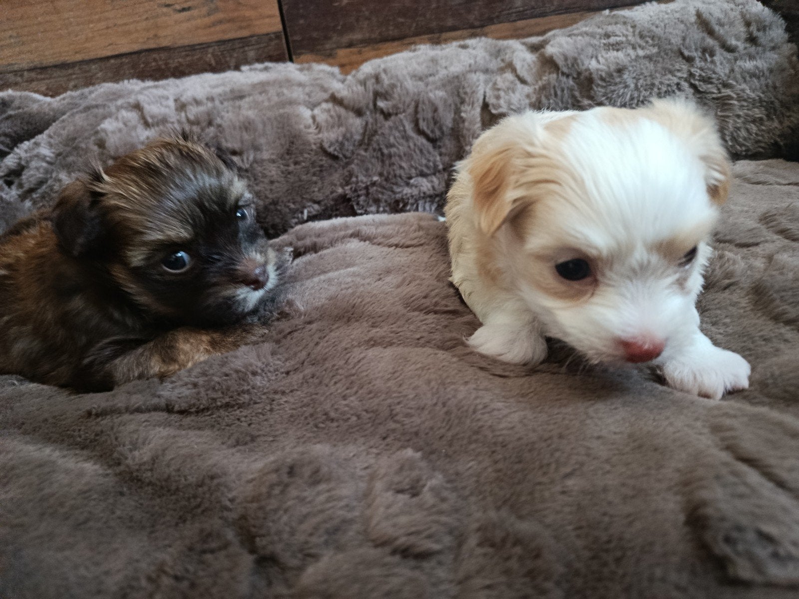 Schattige kleine Bolonka (Chihuahua) pups beschikbaar, Dieren en Toebehoren, Honden | Niet-rashonden, Parvo, 8 tot 15 weken, Meerdere