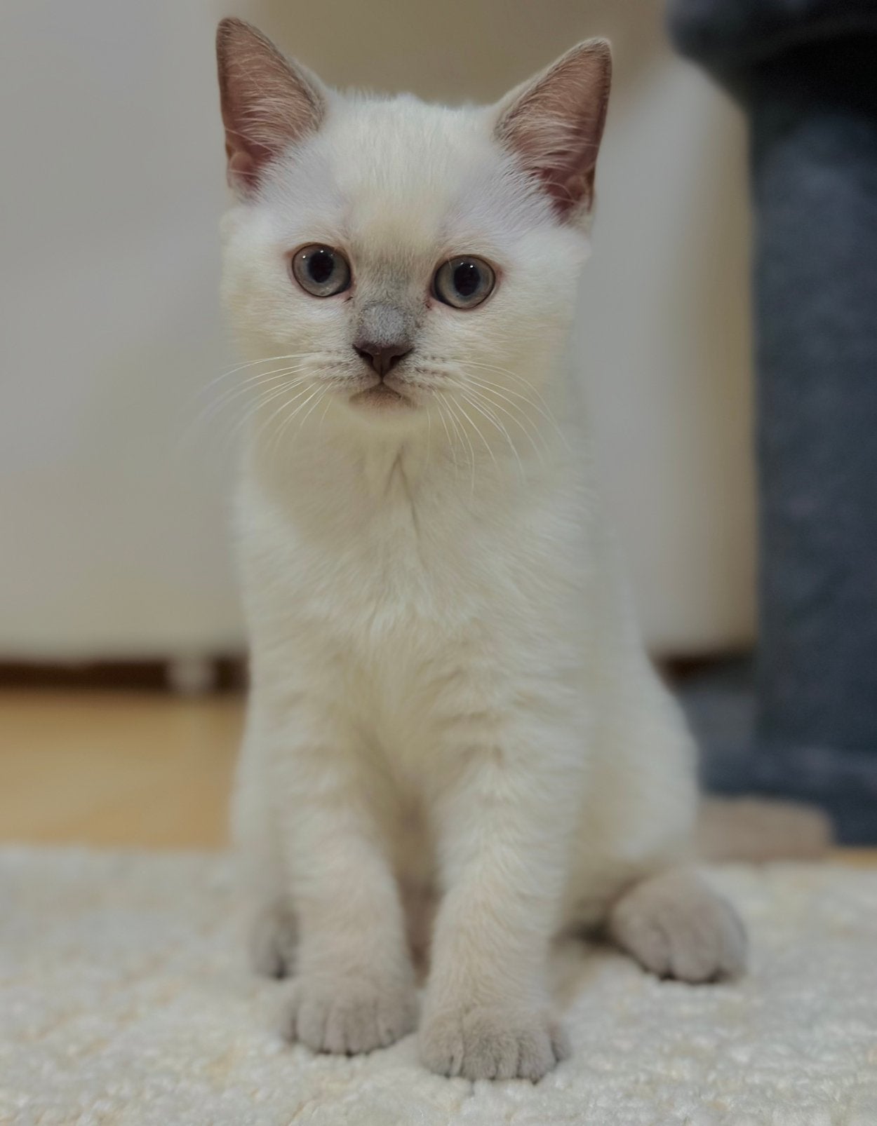 Raszuivere Britse kittens, 1x ingeënt, Poes, Ingeënt, 0 tot 2 jaar