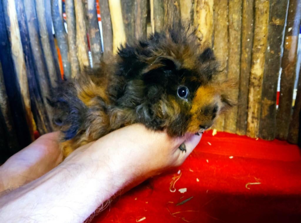 Lunkarya beertje en zeugjes en een ch teddy zeugje, Dieren en Toebehoren, Knaagdieren, Meerdere dieren, Tam, Maart, Cavia