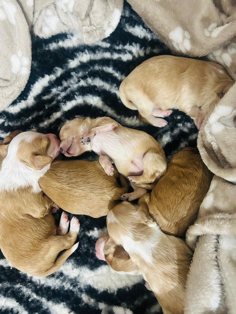 Prachtige Maltipoo pups, Overige rassen, 8 tot 15 weken, Parvo, Meerdere