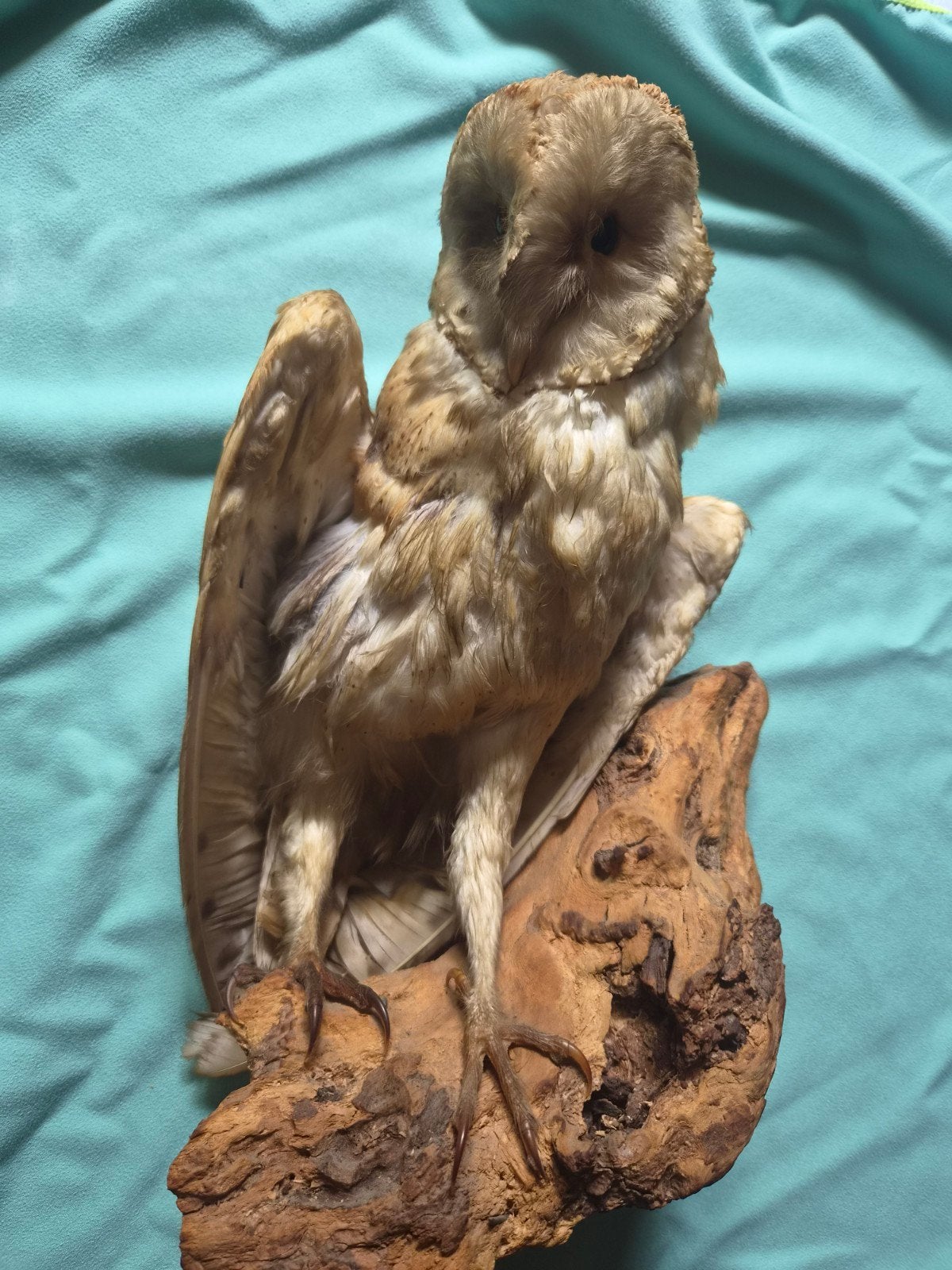 Opgezette Kerkuil op Houten Sokkel - Uniek Decoratiestuk, Ophalen of Verzenden, Gebruikt