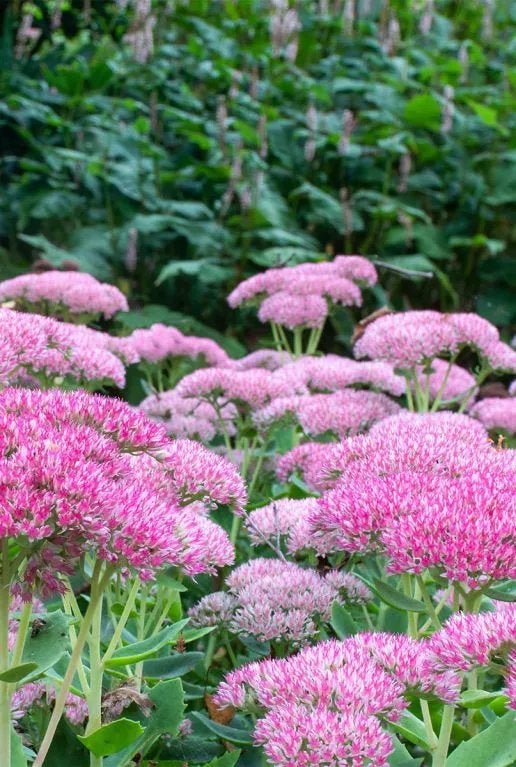 Potjes met prachtige Sedum planten, Ophalen, Overige soorten, Halfschaduw