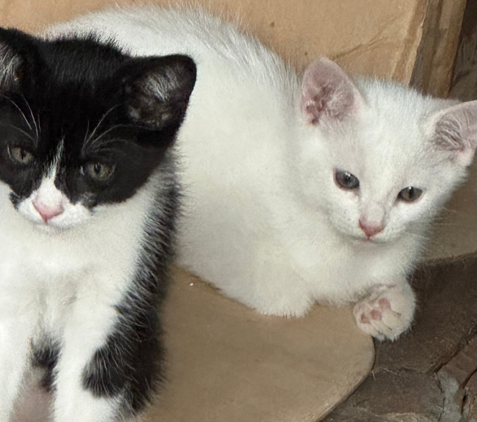 2 kittens zoeken een warm huisje, Kater, 0 tot 2 jaar