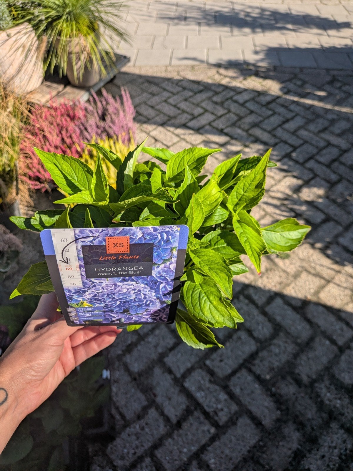 Hortensia little XS, little blue, Tuin en Terras, Vaste plant, Halfschaduw, Zomer, Ophalen