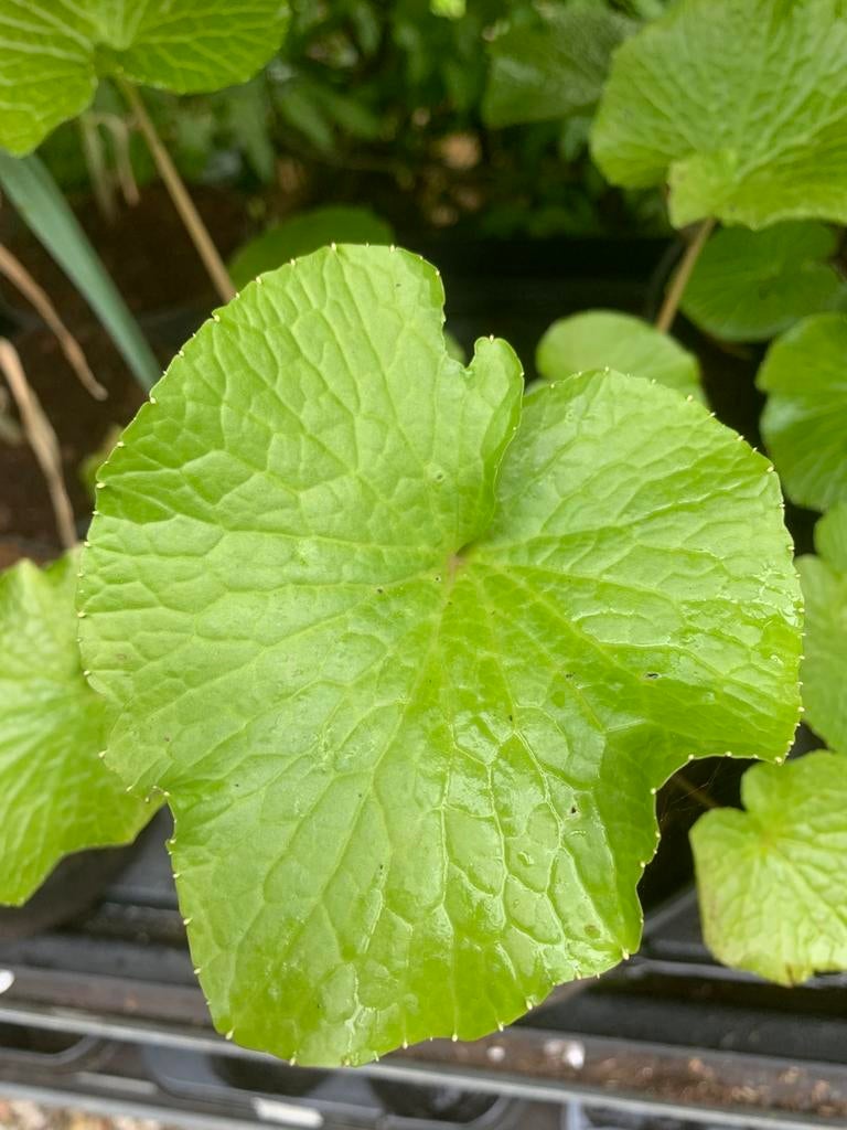 Wasabi planten groot 5l pot, Ophalen, Overige soorten, Volle zon