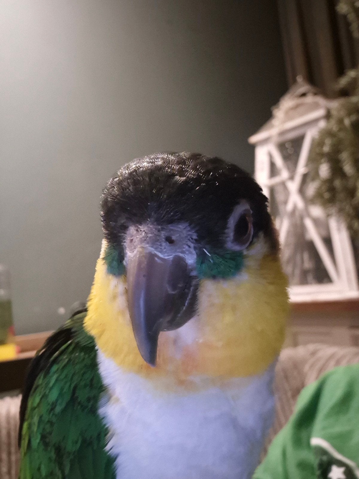 Super Lievetamme Zwartkop Caique, Geslacht onbekend, Papegaai, Pratend