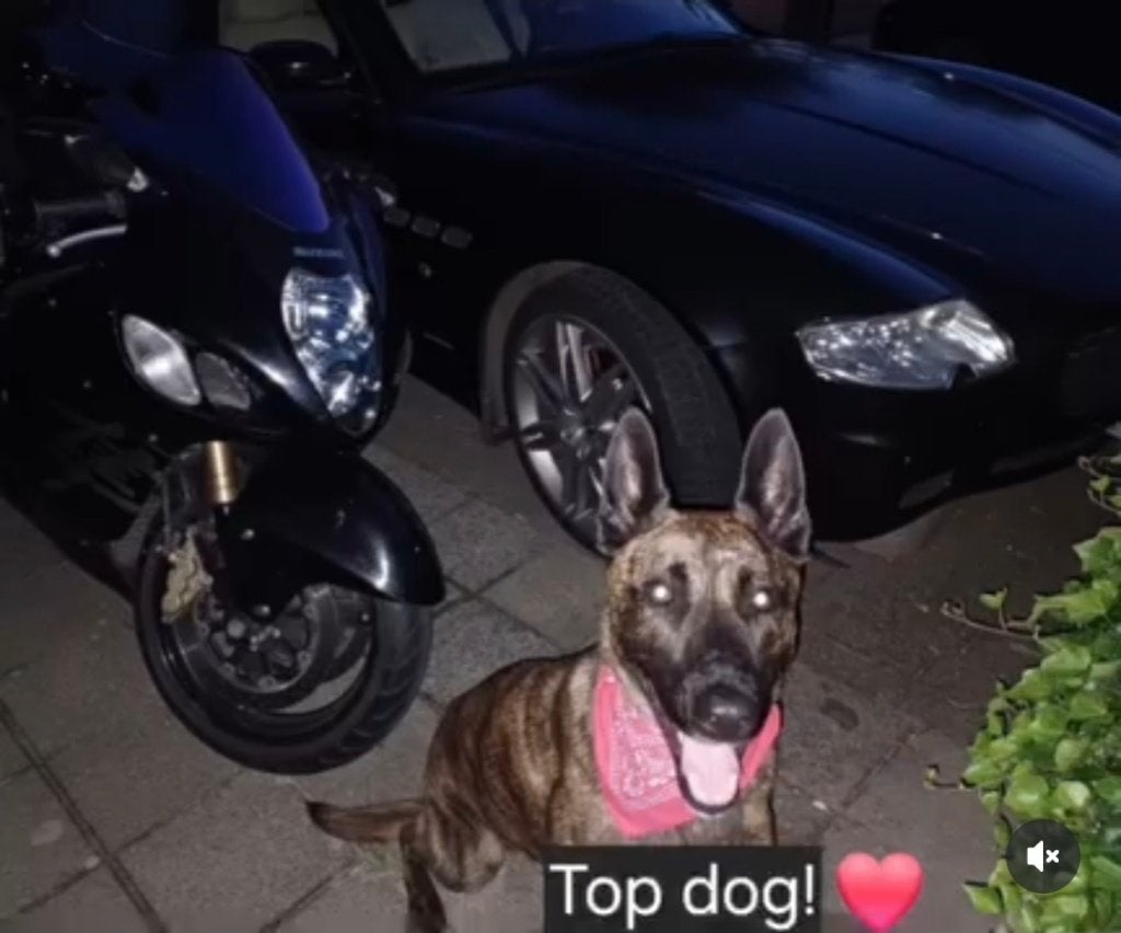 Ex politie hond/herder gezocht ter adoptie, 6 jaar of ouder, Nederland, Reu, Parvo