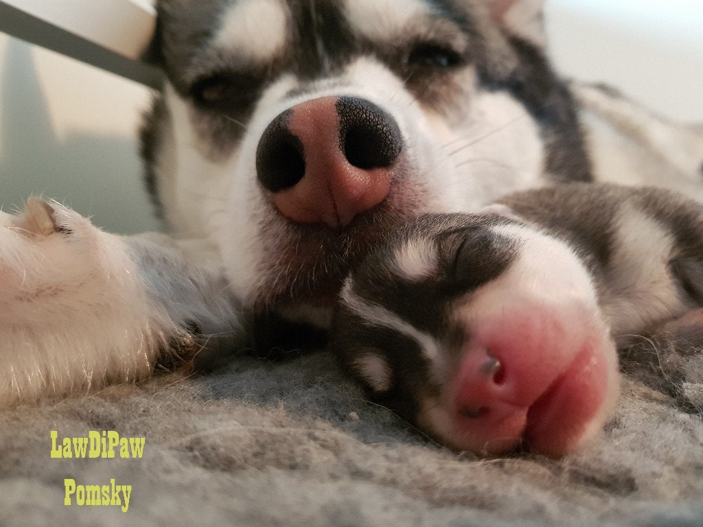 31 mei geboren Pomsky puppy’s F4+,100% Amerikaanse bloedlijn, Dieren en Toebehoren, Parvo, Overige rassen, 8 tot 15 weken, Meerdere