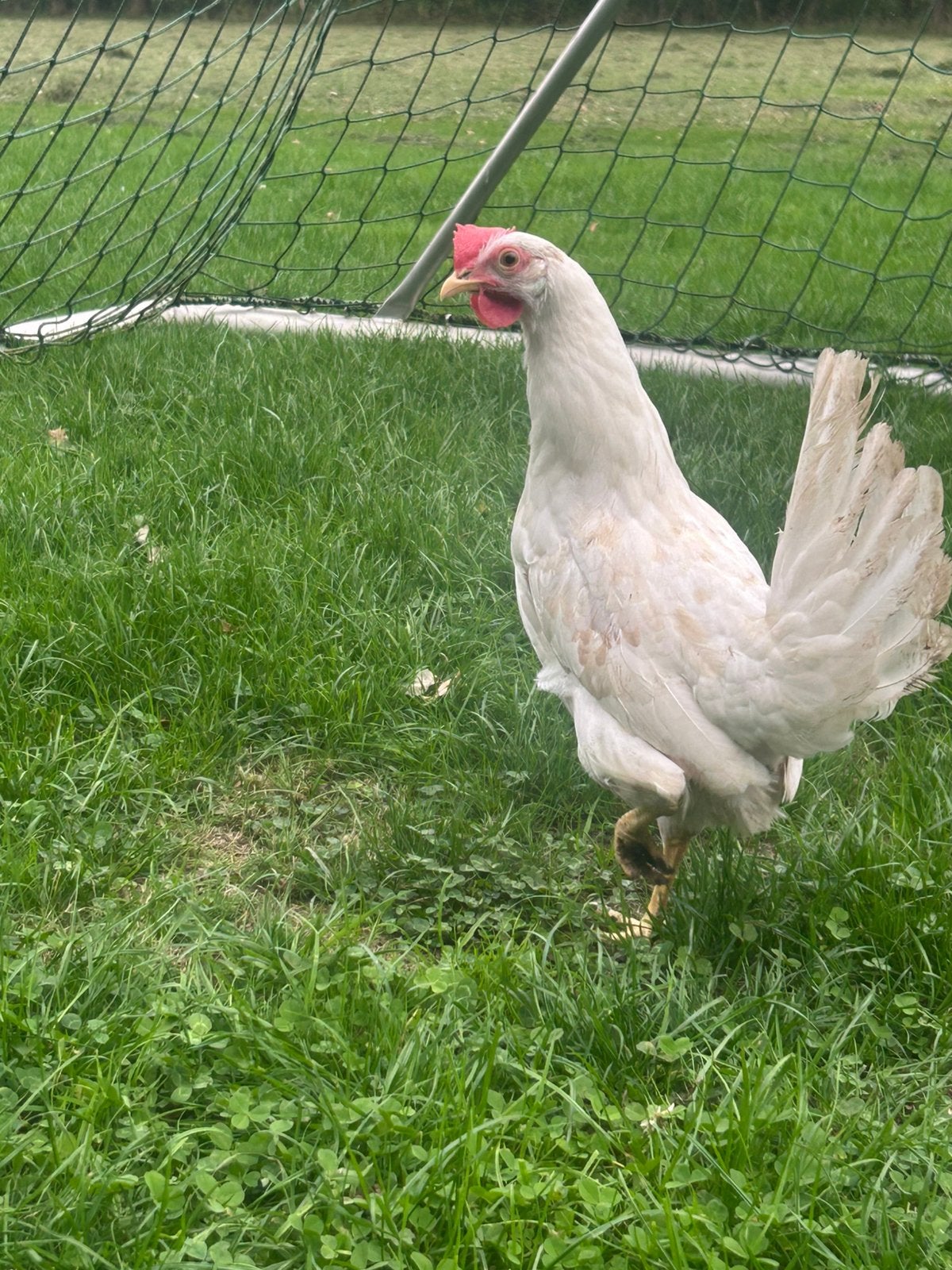 Jonge witte leg kippen te koop zijn net aan leg, Vrouwelijk, Kip