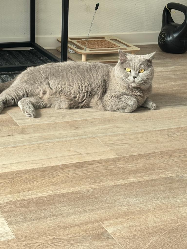 Wij zijn op zoek naar een gouden mandje voor stormy, Dieren en Toebehoren, Katten en Kittens | Raskatten | Korthaar, Poes, Ingeënt