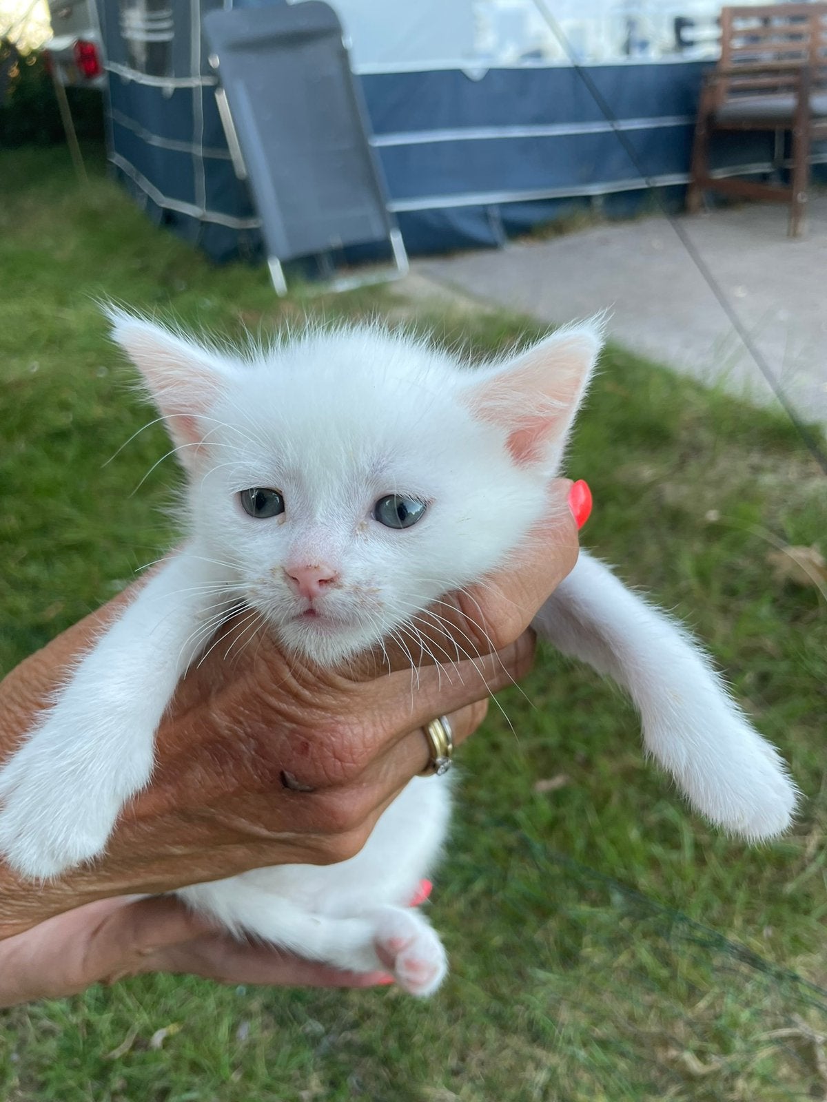Nog 2 katertjes te koop, Dieren en Toebehoren, Katten en Kittens | Dekkaters, 0 tot 2 jaar