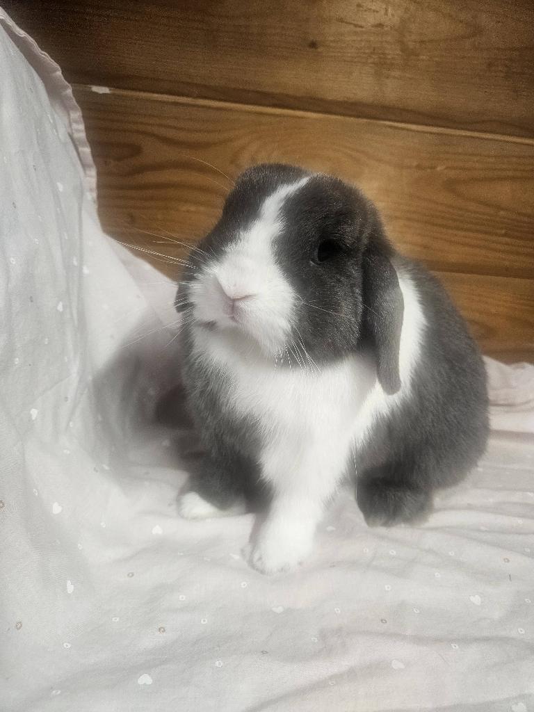 Minilop ram, Dieren en Toebehoren, Konijnen, Mannelijk, Dwerg, 0 tot 2 jaar