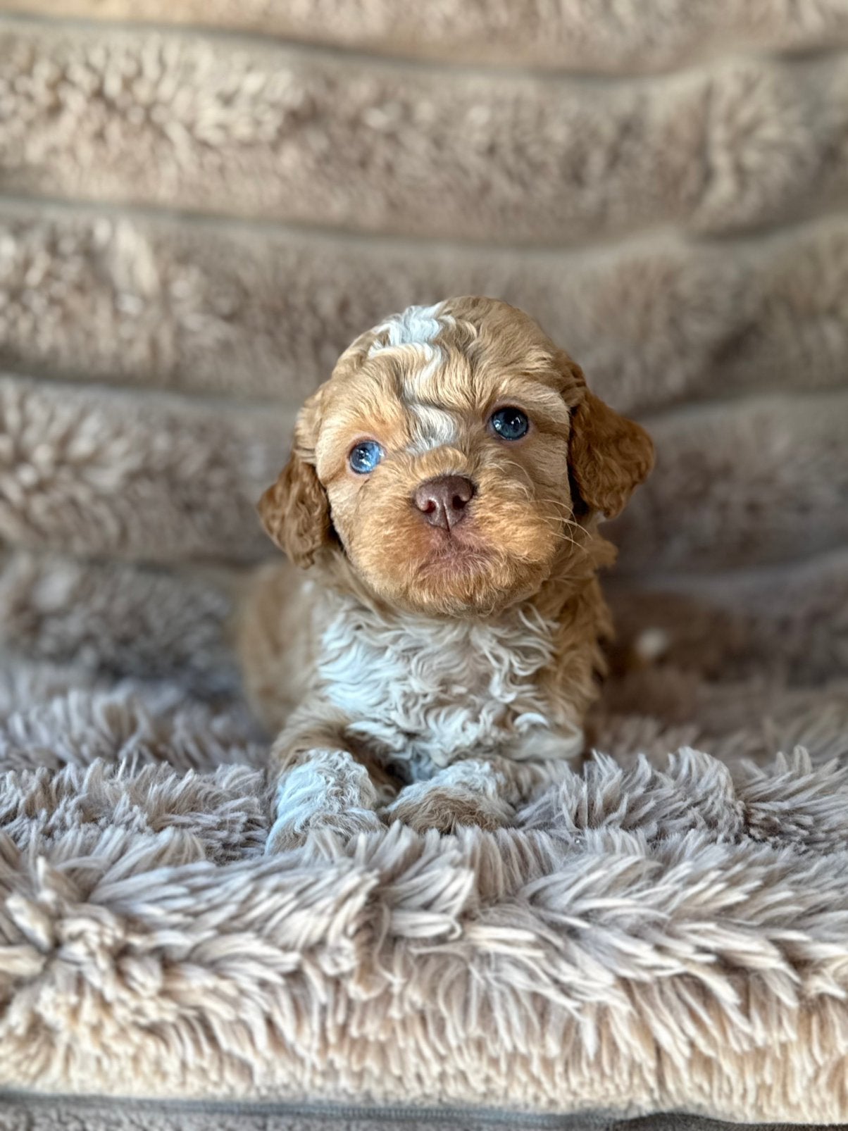 Mooie Maltipoo pups zoeken forever home, Parvo, Overige rassen, 8 tot 15 weken, Meerdere