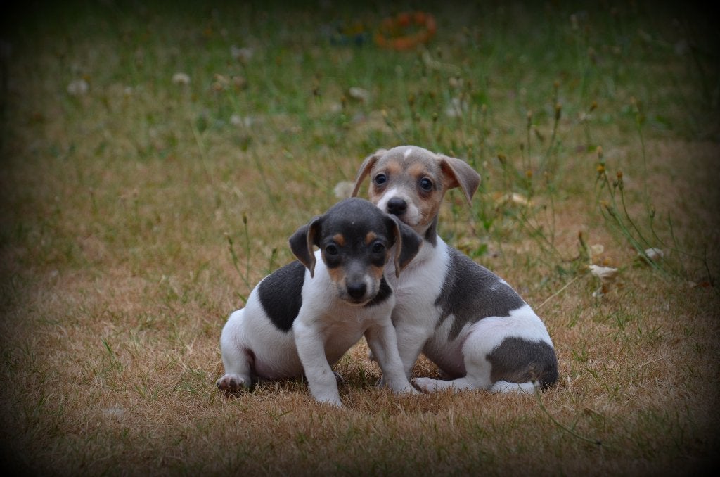 Jack Russell pups, Dieren en Toebehoren, Honden | Jack Russells en Terriërs, België, Jack Russell Terriër, 8 tot 15 weken, Parvo