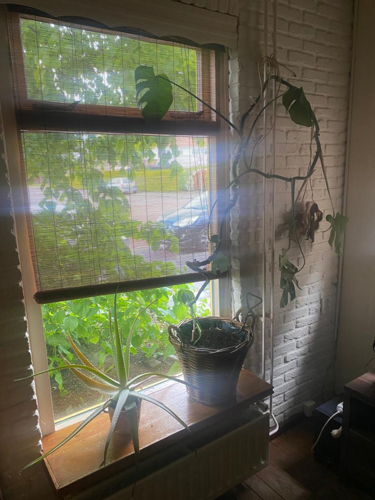 Aloë vera en monstera plant, Ophalen, 200 cm of meer, Overige soorten, Halfschaduw