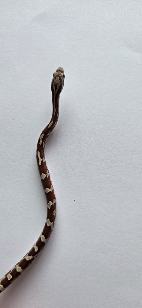 Prachtige Baby Rattenslangen (Met Bloodred-genetica) Rat Snake photo 13