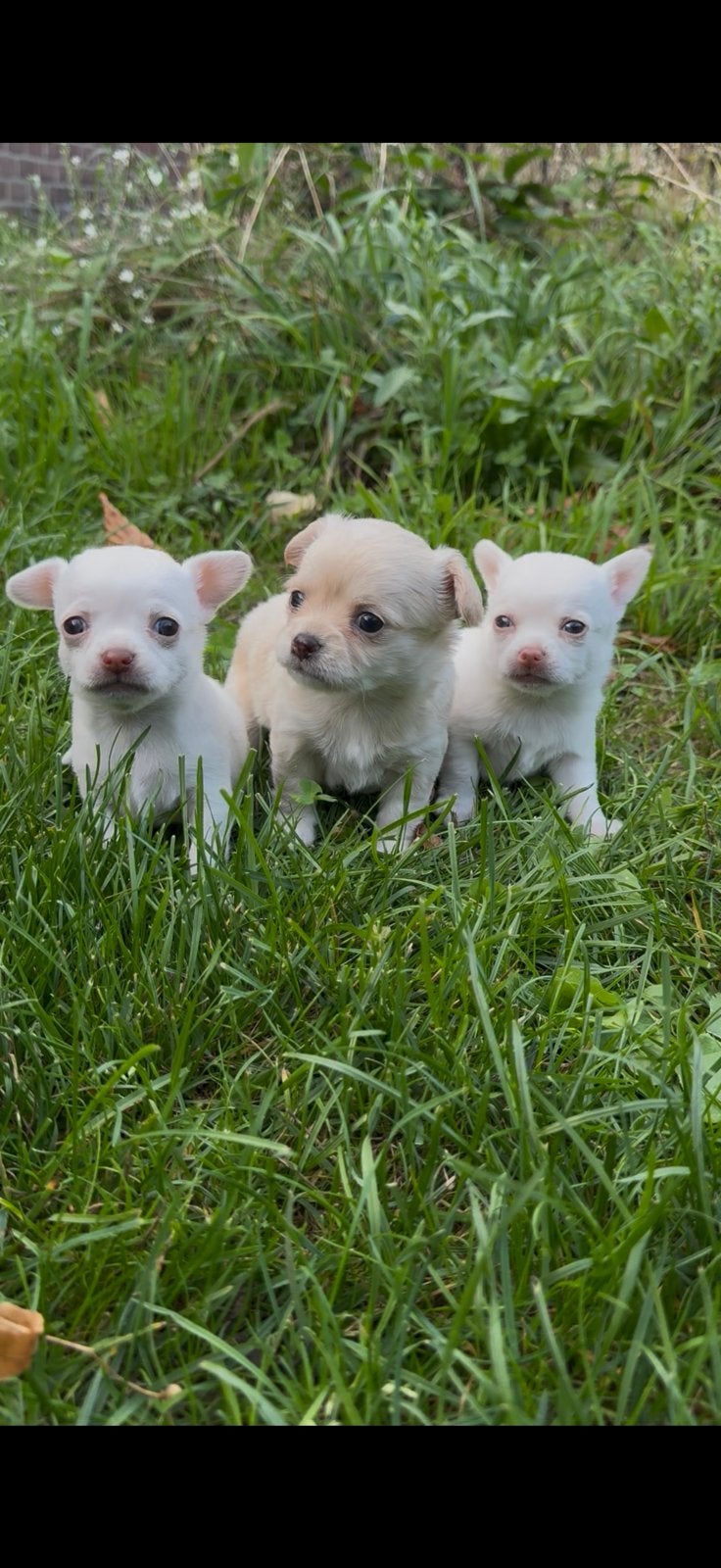 3 chihuahua pups, Meerdere, Meerdere dieren, Chihuahua, Nederland