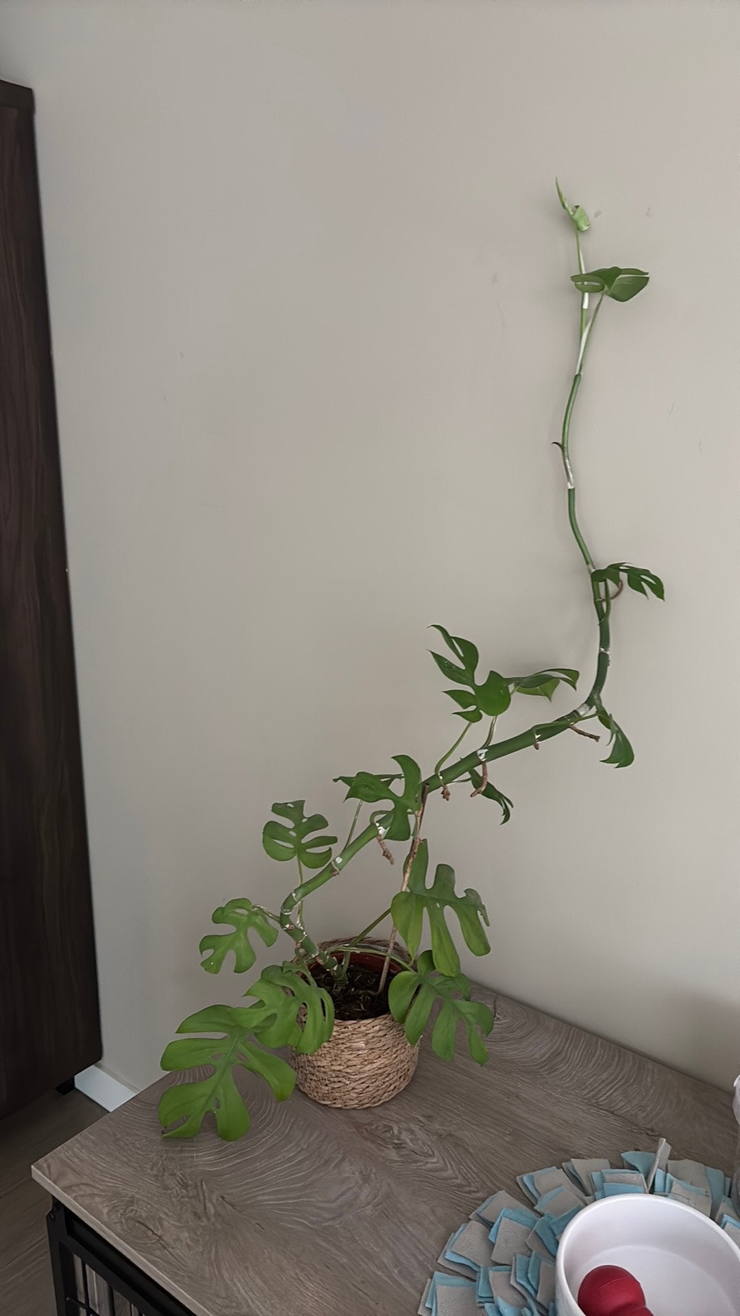 Monstera plant, Huis en Inrichting, Kamerplanten, Ophalen, Halfschaduw, Minder dan 100 cm