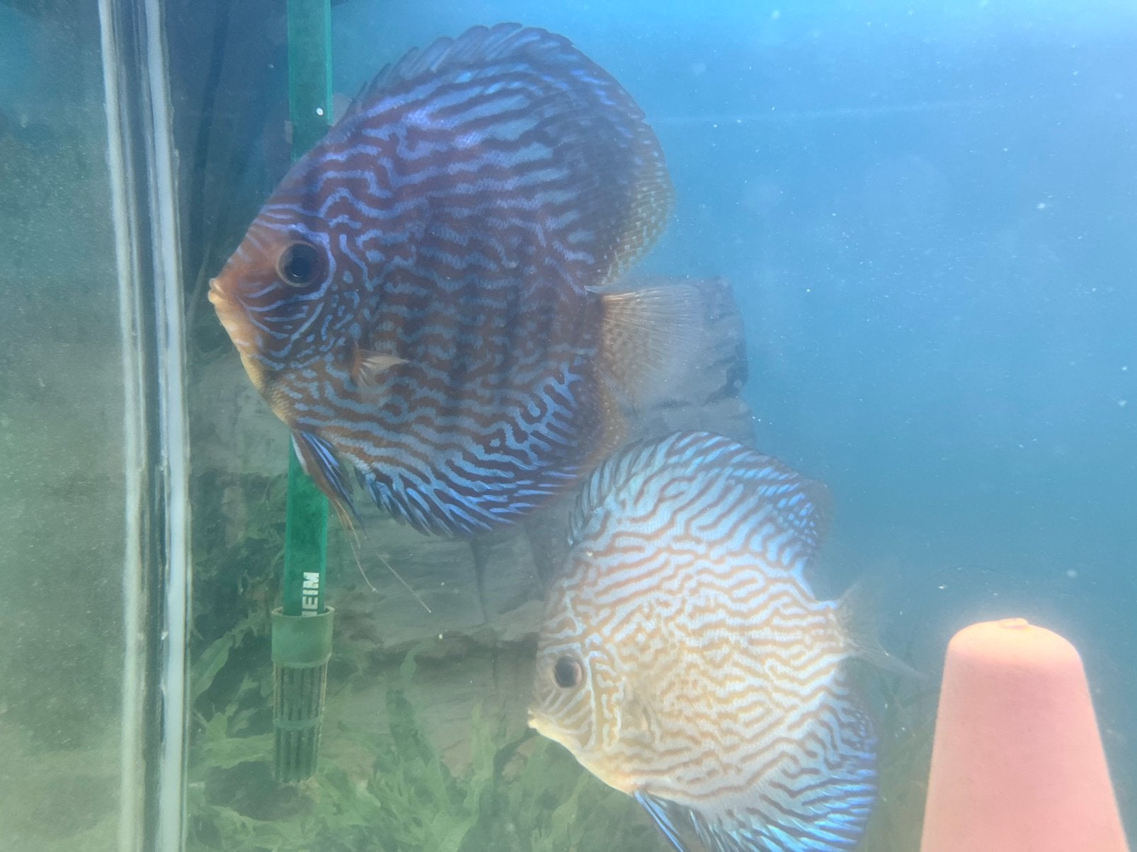 BEWEZEN DISCUS KWEEKKOPPEL RED TURQOUISE, Dieren en Toebehoren, Vis